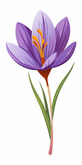 Safran flower  isolated Vector white background