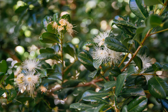 Lilly pilly flowers