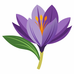 Safran Flower Vector White Transparent Background 