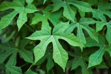 Chayamansa (Cnidoscolus Chayamansa) leaves. The green color of the trees and fallen leaves create a natural green garden scene with fresh and close growth.