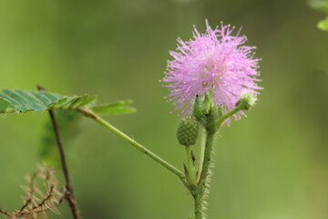 Close up of a pink Mimosa Pudica flower with green leaves and stem