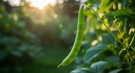 Sunlit runner bean pod growing on vine in a garden at golden hour