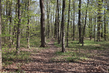 A footpath in a little forest in spring. Green background and nature. Hiking and trail in May. May...