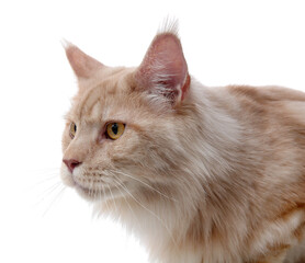 Cute Maine Coon cat on white background, closeup