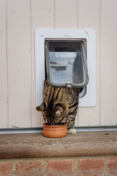 training a cat to use a cat flap with food
