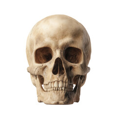 Human skull front view