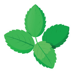 Three sprigs of fresh, vibrant green mint leaves isolated with white background
