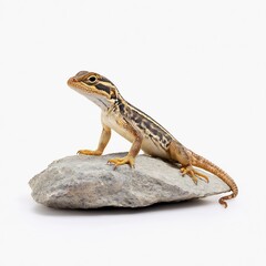 Fototapeta premium Cartoon lizard sitting on rock 