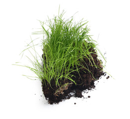 Soil with fresh green wheatgrass on white background