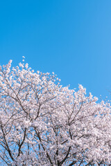 桜　青空