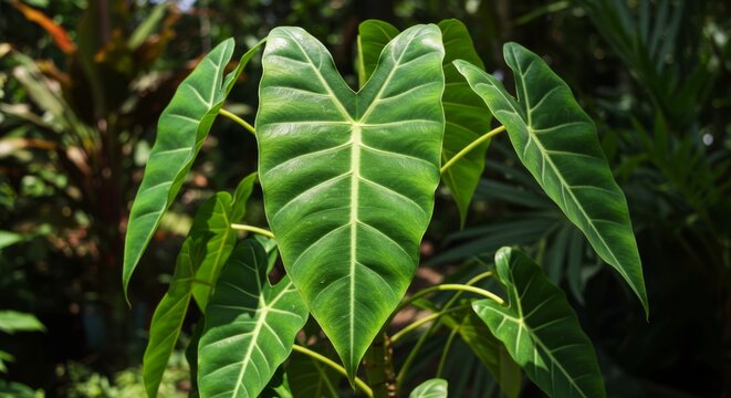 Lush green foliage of Xanthosoma Sagittifolium plant with vibrant vein patterns