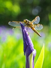カキツバタとトンボ