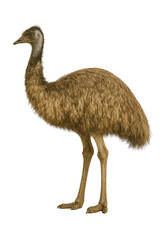 Side profile of an emu bird standing