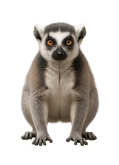 Obraz premium Front view of a ring-tailed lemur