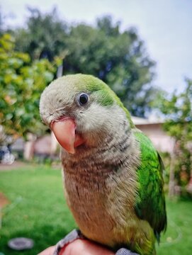 Monk Parakeet, Myiopsitta monachus, Cotorra argentina cerde.