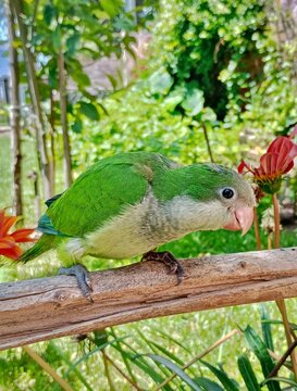 Monk Parakeet, Myiopsitta monachus, Cotorra argentina.