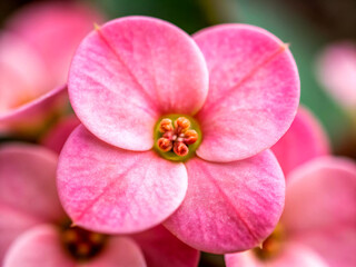 pink orchid flower. flower, pink, nature, garden, plant, bloom, blossom, flora, spring, petal, summer, flowers, petals, floral, orchid, red, hibiscus, rose, purple, blooming, closeup, white, macro, bu