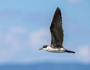 Obraz premium A belted kingfisher soars gracefully against a bright blue sky backdrop today
