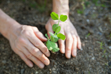 スナップエンドウの苗を植える