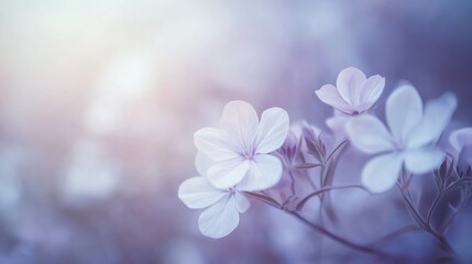 Delicate pastel flowers dreamy floral background soft petals serene nature photography