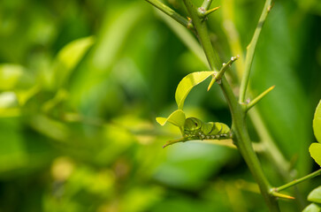 アゲハ蝶の幼虫とレモンの木｜Swallowtail Caterpillar on a Lemon Tree Leaf