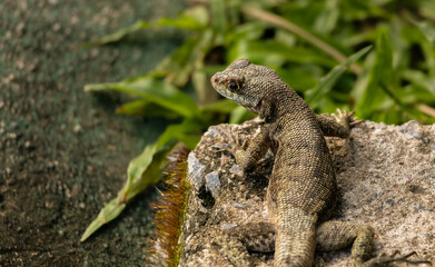 A beautiful little lizard