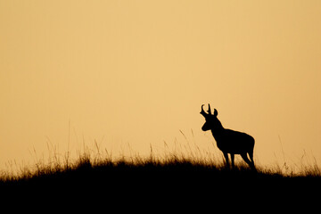 Pronghorn antelope buck silhouette on a hill