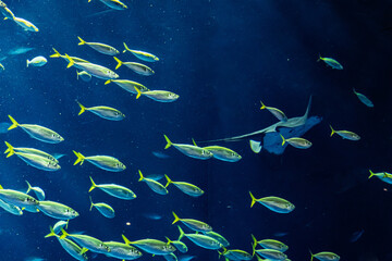  水族館の大水槽 © yslab02