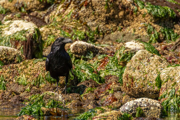 Raven resting in a seaweed covered rocky beach