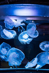 	神秘的なクラゲの水槽｜縦位置