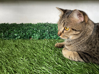 A gray adult cat is lying on green synthetic grass, a pet cat at home