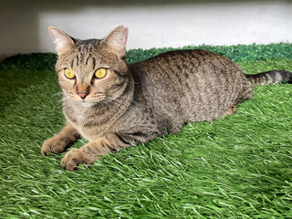 A gray adult cat is lying on green synthetic grass, a pet cat at home