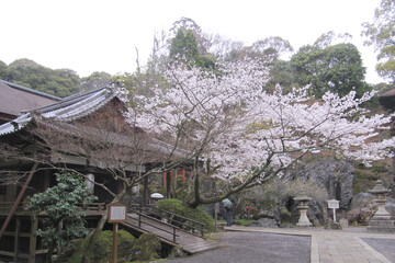Fototapeta premium 日本：石山寺／蓮如堂（寺院の鎮守拝殿）と桜／滋賀県大津市