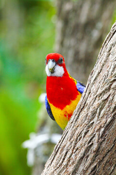 Eastern Rosella peekaboo around tree trunk.