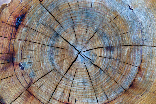 Cut tree stump