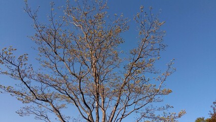 花芽をつけた春のハナミズキと青空