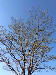 花芽をつけた春のハナミズキと青空