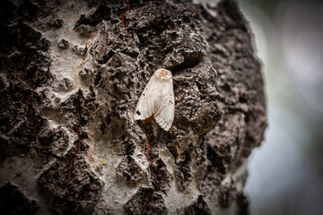 Close-up shot of a Yellow-tail tussock moth (Euproctis similis), also called gold-tail or swan moth, resting camouflaged on rough tree bark in a city park, illustrating natural camouflage.