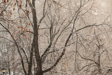 Obraz premium Network of bare tree branches dusted with fresh snow glistens against muted apartment blocks, capturing the quiet beauty of an urban winter morning after a light freezing drizzle.