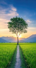 Lone Tree with Rice Paddy Sunset Path.