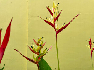 Banana flower with yellow wall background