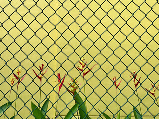 Ram wire fence with yellow wall background and banana plants inside the fence