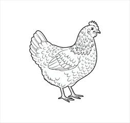 hen vector and isolated on a transparent background