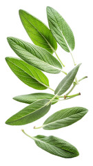 Obraz premium Flying Fresh Sage Leaves with Soft Fuzzy Texture and Herbal Green Hue isolated on transparent white background, clipping path