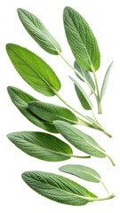 Fototapeta premium Flying Fresh Sage Leaves with Soft Fuzzy Texture and Herbal Green Hue isolated on transparent white background, clipping path