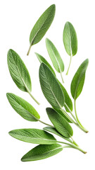 Naklejka premium Flying Fresh Sage Leaves with Soft Fuzzy Texture and Herbal Green Hue isolated on transparent white background, clipping path