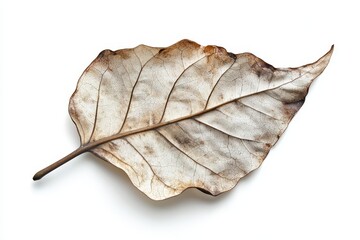 Dried leaf, pale beige, brown edges, intricate veins
