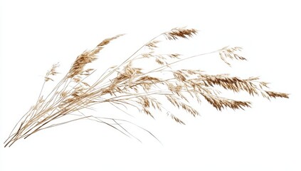 Obraz premium Dried grass stems, light brown, flowing gracefully