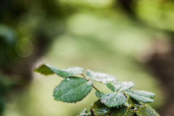 Green dew covered rose leaves