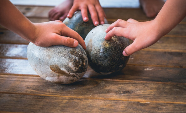 Little hands touching giant emu eggs in wonder